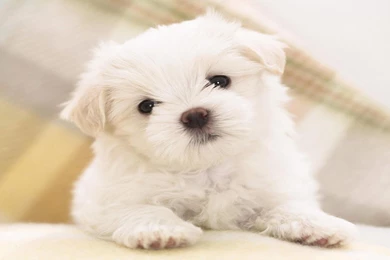 Cute Dog Hd Wallpapers 2880x1800 Cute Wallpapers 2880x1800 ...