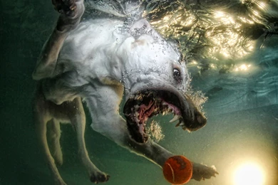 Dogs: Doggy Dive Water Playful Dog Wallpapers For Desktop For HD 16 ...