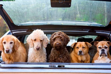 Download The Doggy Days Wallpaper, Doggy Days iPhone Wallpapers ...