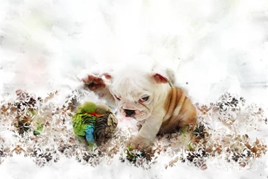 Doggy Wallpapers By Fesell On DeviantArt