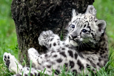 Snow Leopard Wallpapers 42795 HD Wallpapers