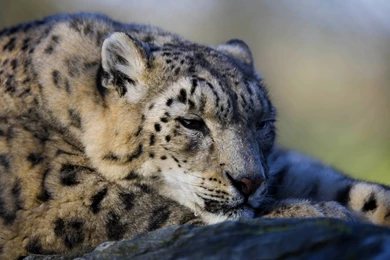 Snow Leopard Wallpapers Desktop