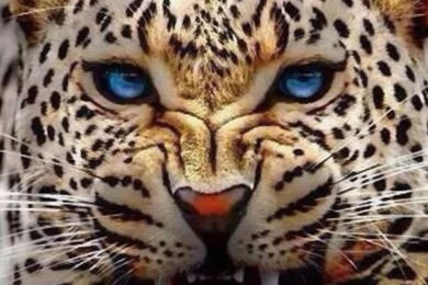 Angry Leopard Brilliant Blue Eyes Flashing Big Cats