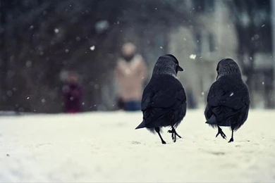Birds, Two, Winter, Snow, Walking, Talking, Animal Wallpaper,birds ...