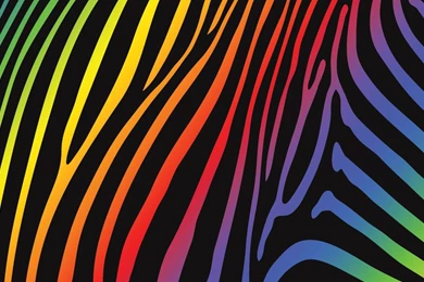 Rainbow Zebra Wallpapers