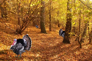 Thanksgiving Wallpapers