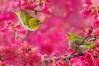 Japanese White Eye Bird Raspberry Flowers >> HD Wallpaper, Get It Now!
