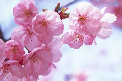 Japanese Flower Wallpapers HD Wallpapers Pretty