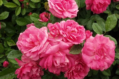 Japan Flowers Wallpapers 3 Crazy Frankenstein