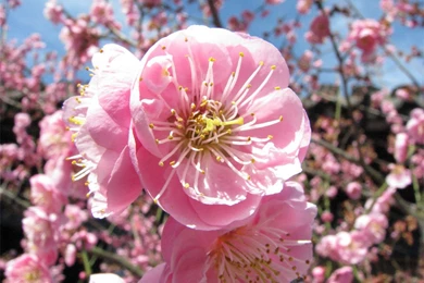 Japan Flowers Wallpapers 2 Crazy Frankenstein