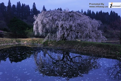 Blossoms Flower Wallpapers Photo 197 Of 329