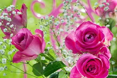 Pink Rose Bouquet iPad Air 2 Wallpapers