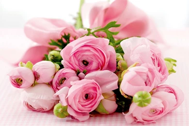 High Resolution Lovely Pink Flower Rose Wallpapers HD 7 Full Size ...