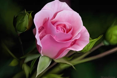 Wallpapers Of Pink Rose 2782 HDWPro