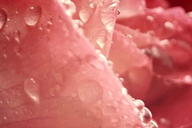 Pink Rose Galaxy S6 Wallpapers