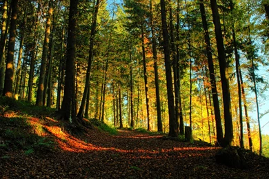 New Zealand Scenery Wallpapers HD Wallpaper Backgrounds Of Your ...