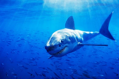 Sea Blue Shark HD Wallpapers