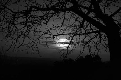 Dark Trees HD Wallpapers – Wallpaper202