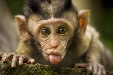 Wallpapers Of Monkeys Wallpapers Zone