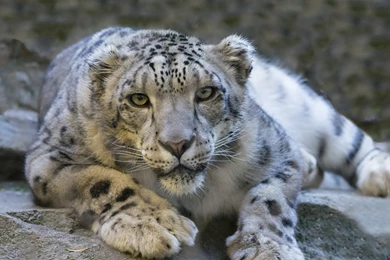 Snow Leopard Big Cat Animal Ice HD Wallpapers