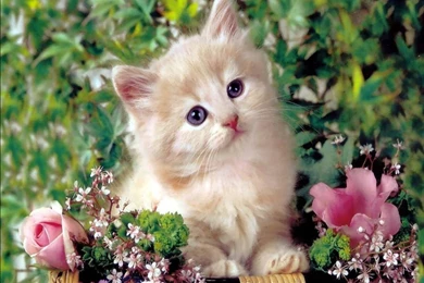 Cute Cats Wallpapers