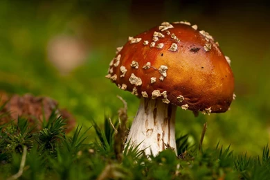 Colorful Forest Grass Mushroom Photography Wallpapers 8 - Plant ...