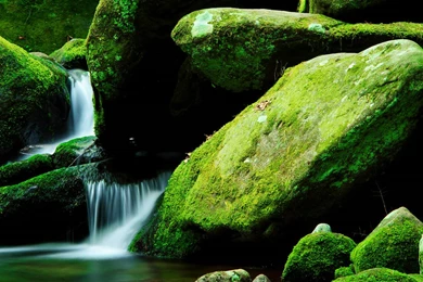 Lush Green Nature Photographic Best LCD Desktop Wallpapers ...