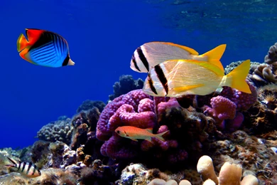 Fish Computer Wallpapers, Desktop Backgrounds