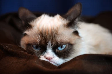 Fonds D'écran Grumpy Cat : Tous Les Wallpapers Grumpy Cat