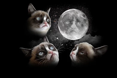 Download Funny Grumpy Cat Wallpapers 1080p