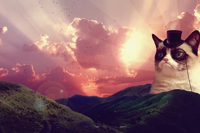 Grumpy Cat, 1920x1080 HD Wallpapers And FREE Stock Photo