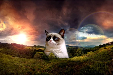 Grumpy Cat Wallpaper.