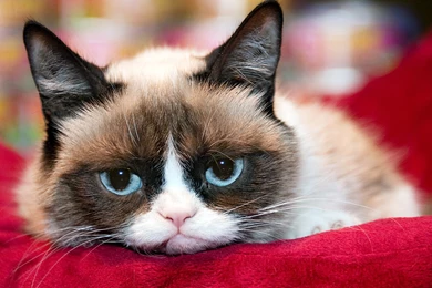 Grumpy Cat Wallpapers Desktop Photos