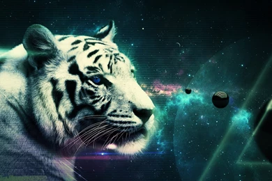 Free Download Wallpapers HD : White Tiger,beautiful Tiger,hd Tiger ...