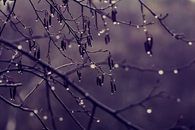 Nature Trees Water Drops : Desktop And Mobile Wallpapers : Wallippo