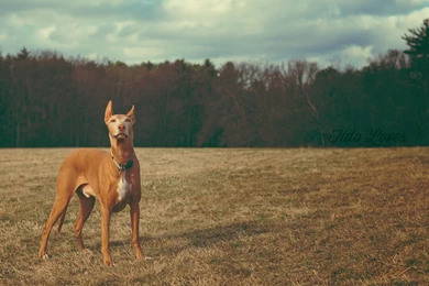 Pharaoh Hound Wallpapers HD Download