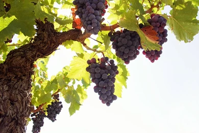 Wallpapers Grapes Wallpapers Cave