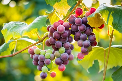 181 Grapes HD Wallpapers