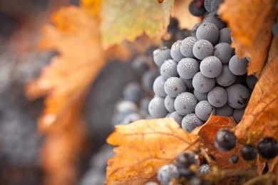 Grapes HD Desktop Wallpapers : High Definition : Fullscreen ...