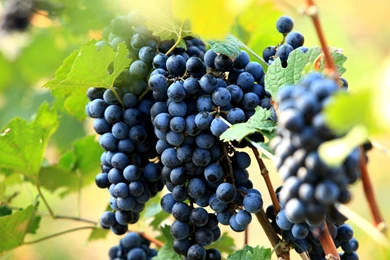 Purple Grapes Wallpaper Backgrounds 1863 2560x1600 UMad.com