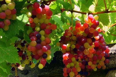 Grapes HD Pictures