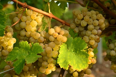 Grapes Computer Wallpapers, Desktop Backgrounds