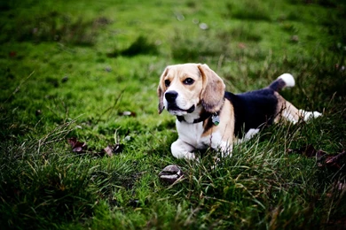 Beagle Wallpapers Hd Wallpapers, Pictures, Pics, Images, Photos