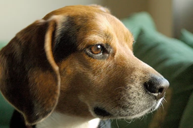 Portrait Of A Serious Dog Beagle Wallpapers And Images ...