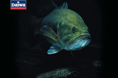 Download Bass Fish Wallpapers 1080p GI23