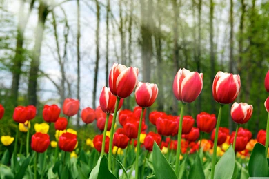 HD Tulips Wallpapers