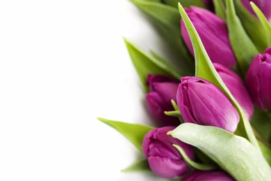 Violet 4K Tulips Wallpapers