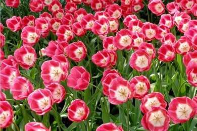Beautiful Flowers HD Wallpapers Tulips Wallpapers Amazing ...