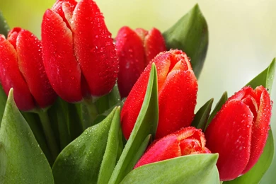 Red Tulips Wallpapers For Desktop & Mobile Free Download