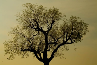Tree Silhouette Wallpapers HD Wallpaper Backgrounds Of Your Choice